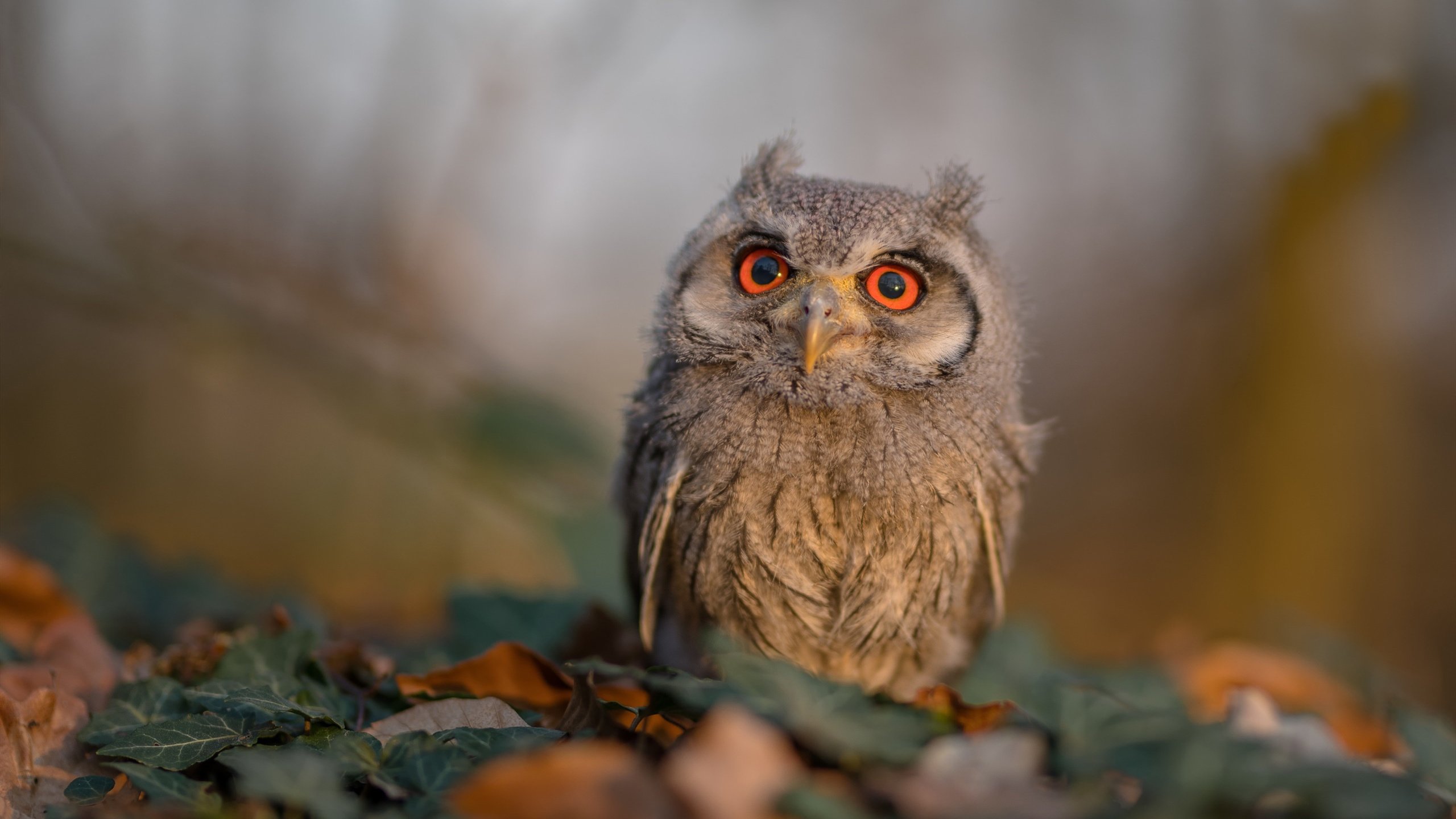 AYX体育-加拿大队赛制研究：如何通过赛制创新提升比赛效率，加拿大赛道