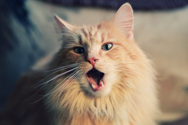 爱游戏官网-数据曲线：美国选手配速高峰前移，美国队短跑选手