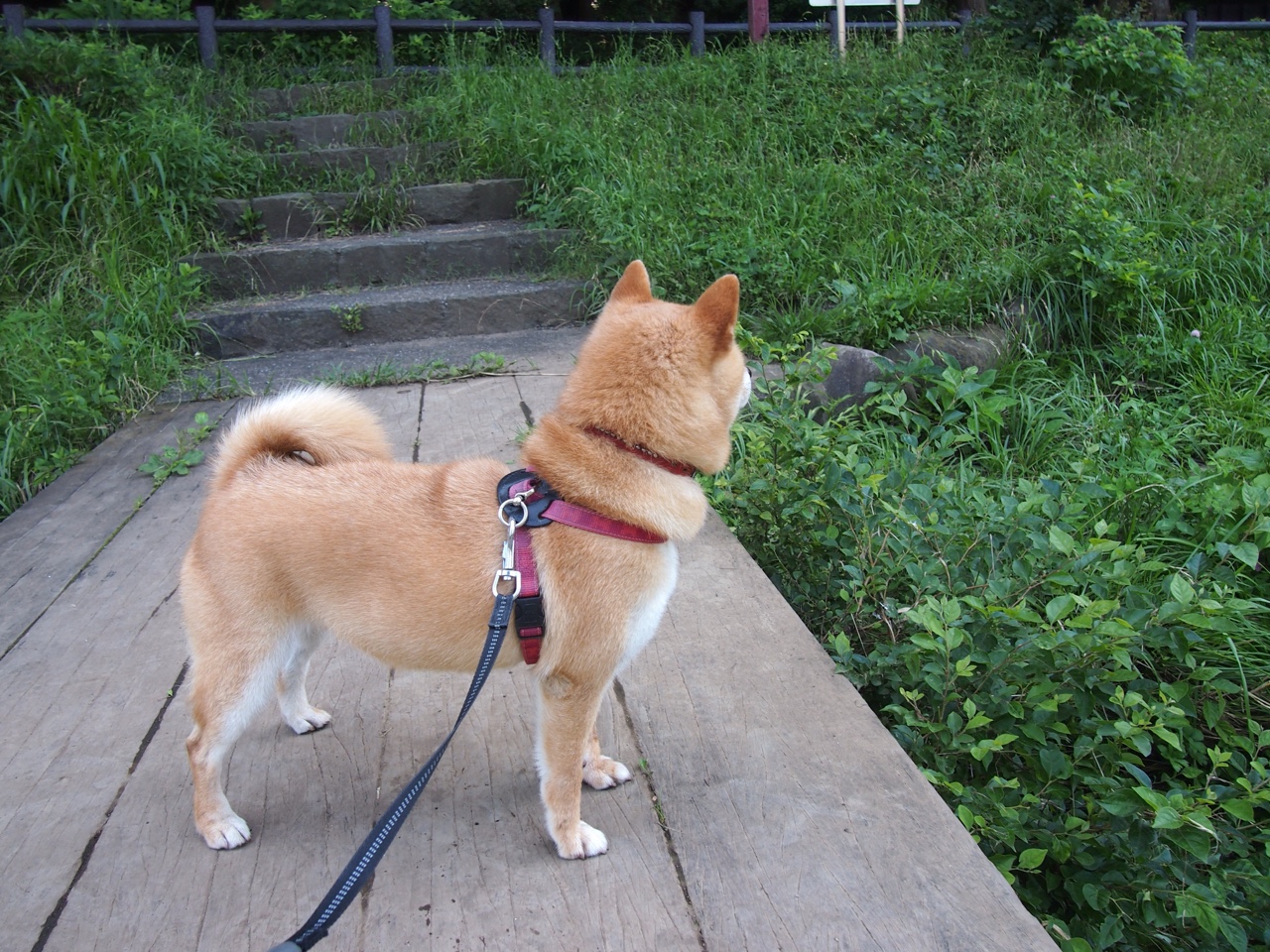 爱游戏app下载-澳大利亚乒乓球未来计划：提升技术与战术的双重突破，澳大利亚乒乓球运动员最新情况  第1张