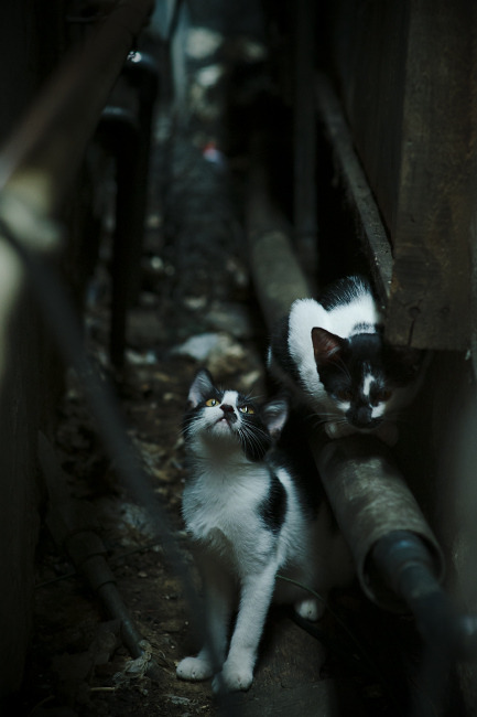 爱游戏体育（AYX）官方APP下载-王楚钦马龙配对夺得世乒赛男双冠军，马龙和王楚钦男双决赛