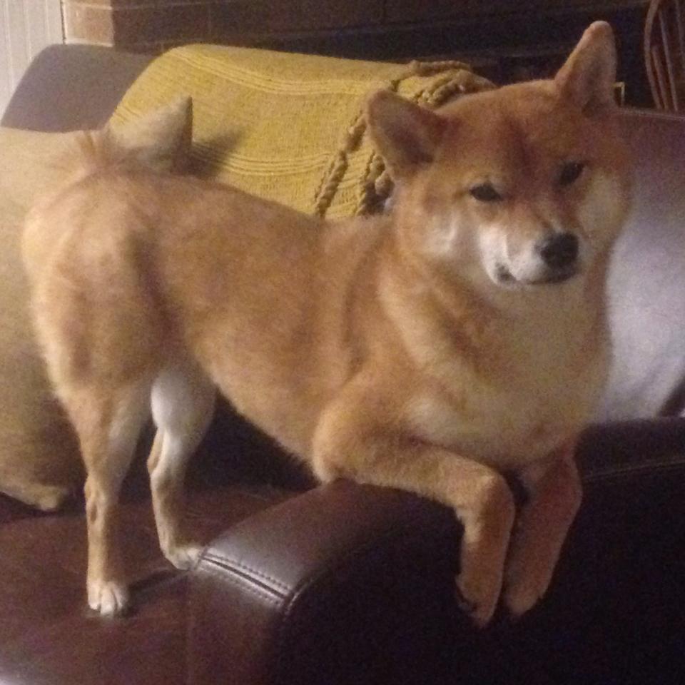 爱游戏体育-职业俱乐部脱离本地青训合作机制，职业俱乐部的定义