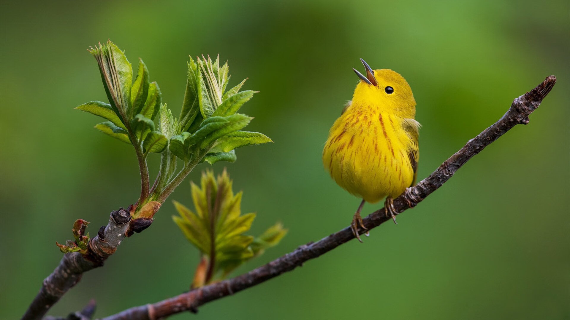 爱游戏官方网站-乌干达男篮在非洲预赛中拼搏不断，迈向世界冠军新高峰，乌干达篮球甲级联赛