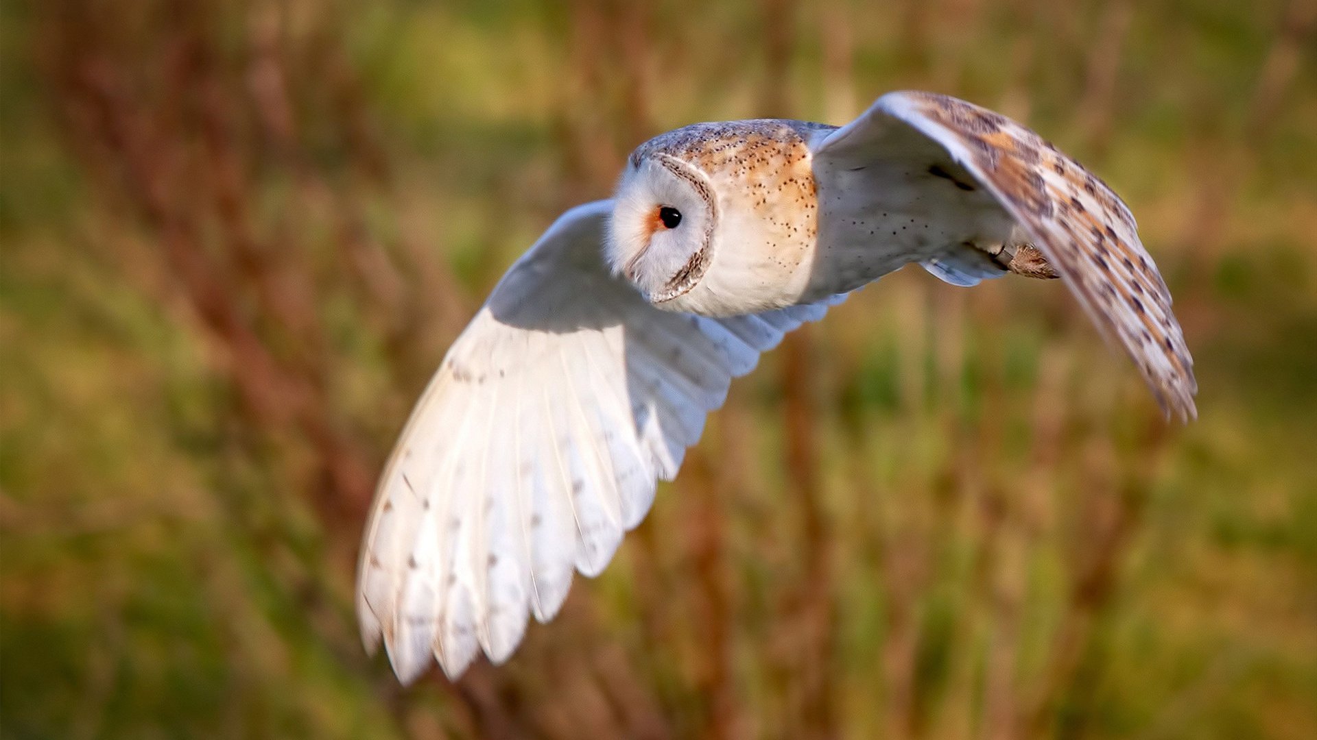 爱游戏app-乌拉圭队士气高昂，期待国际赛场大放异彩