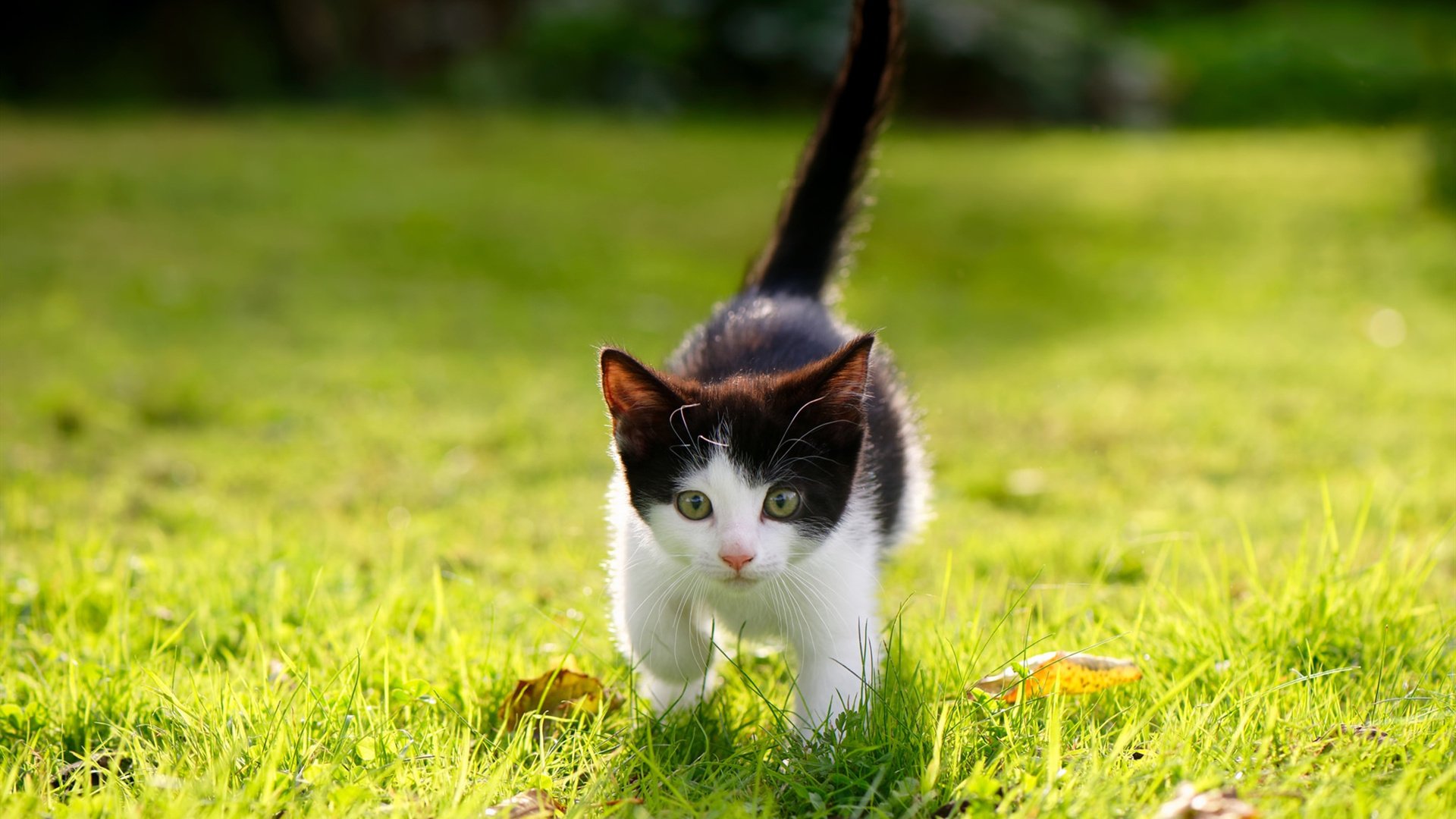 AYX SPORTS-亚洲男子篮球锦标赛上，印度和台湾队激战正酣，青年力量崭露头角