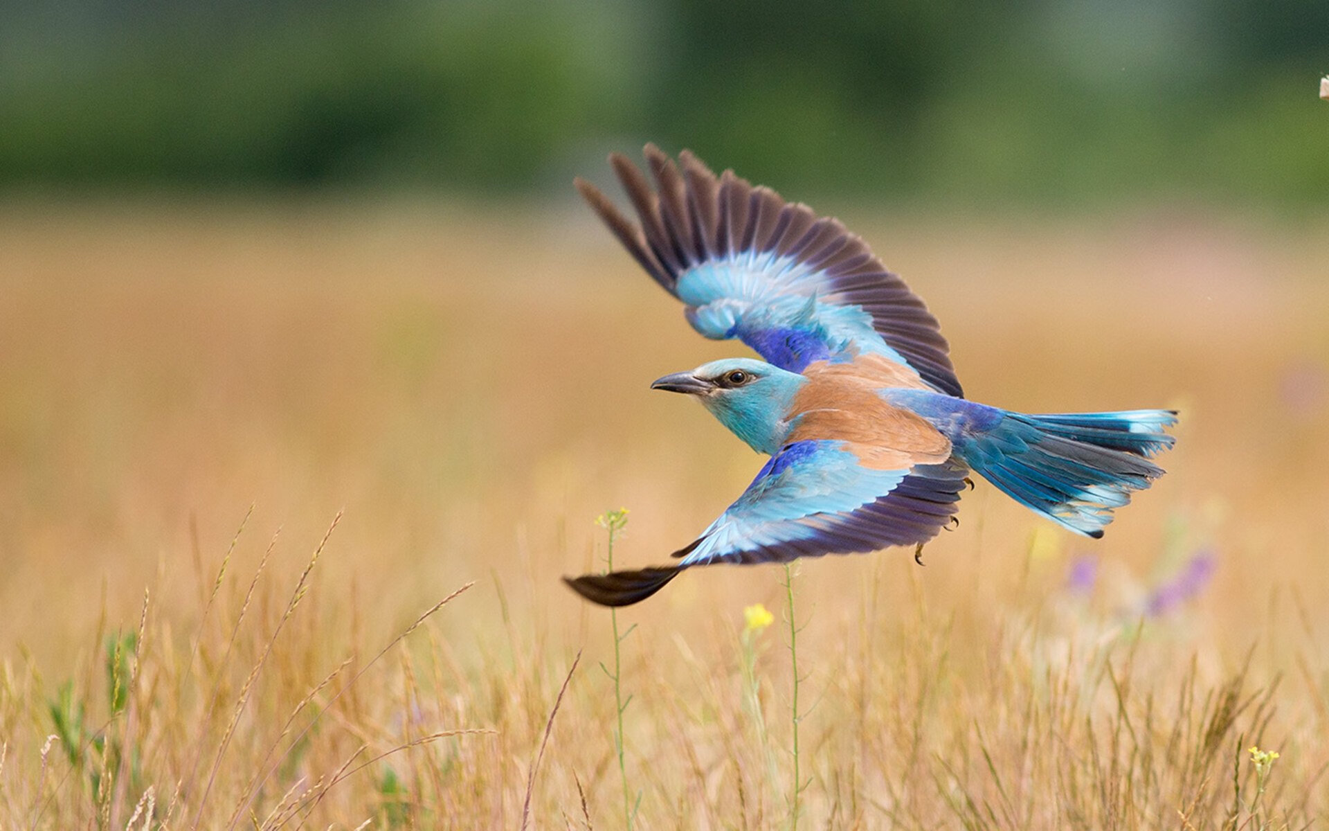 爱游戏平台-伊利亚·哈伦赛后谈训练心得与备战，伊哈塔伦集锦