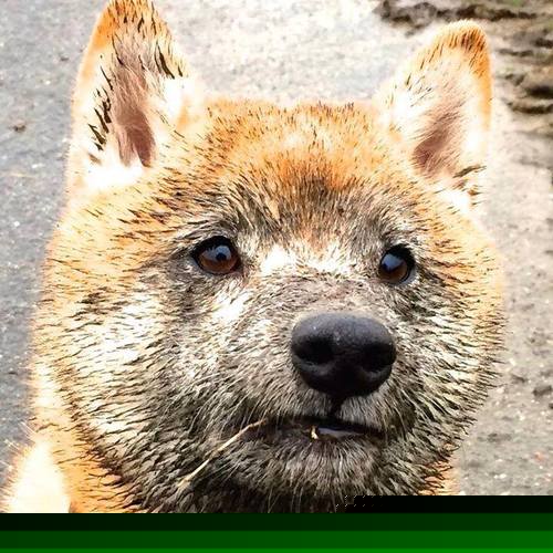 AYX SPORTS-巴西天才少年成转会焦点，多队报价竞争，巴西天才球员为什么越来越少