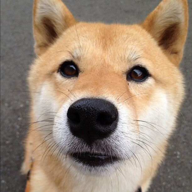 爱游戏体育（AYX）官方APP下载-德甲策略多变：攻击、守备战术层出不穷！，德甲解析