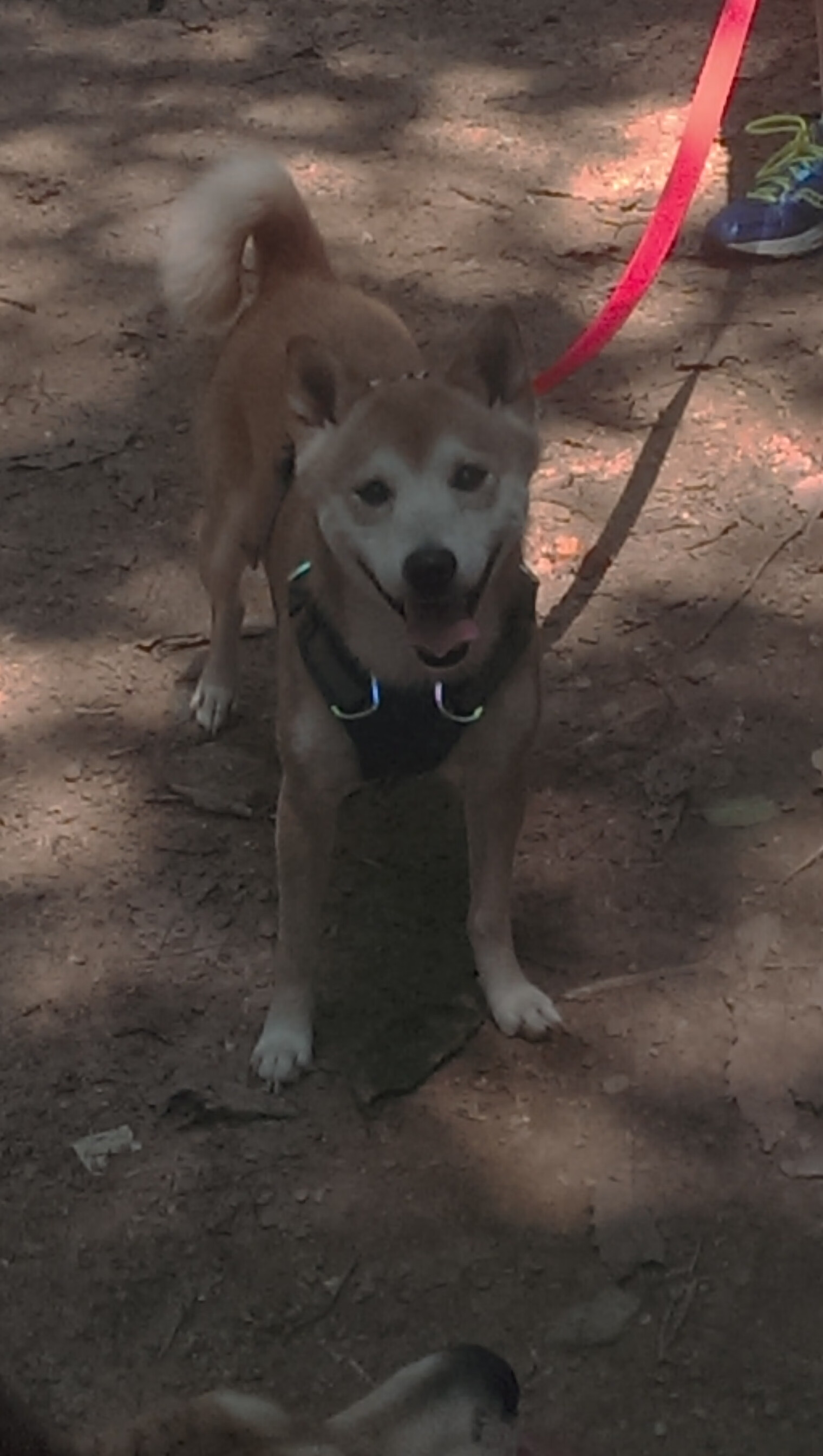 爱游戏app下载-快船在训练营内设战术答题挑战激发积极性,快船教程