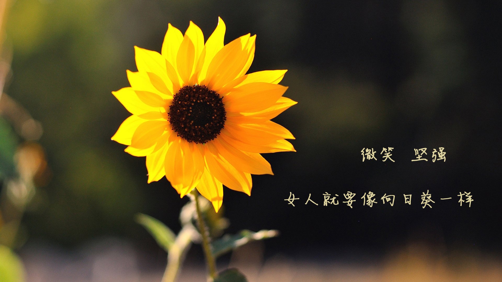 爱游戏娱乐网址-美洲杯赛事营销策略评估，美洲杯总结