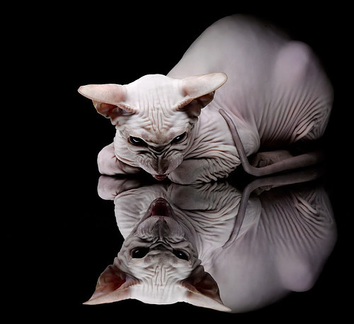 爱游戏中国官方登录入口网站-自由泳个人赛中立代表队A新星异军突起,自由泳中国队