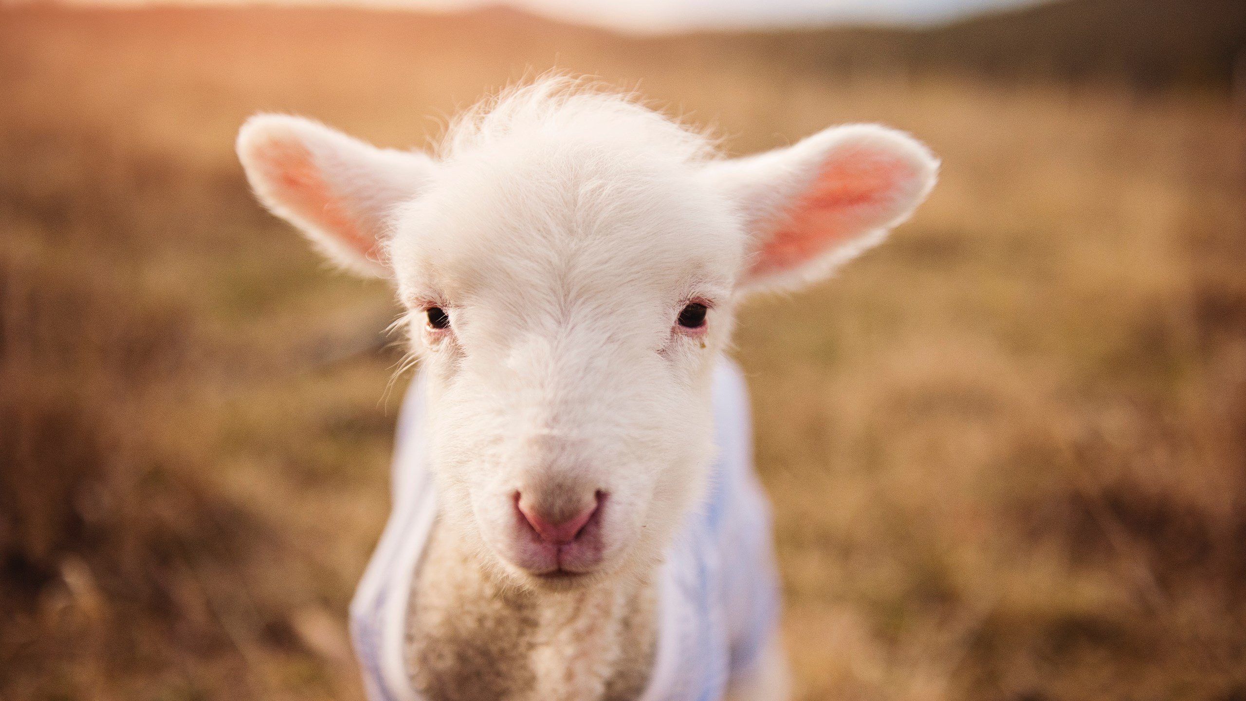 爱游戏娱乐-英超终极之战:悬念升级,谁能夺冠?,英超战术分析 第2张 爱游戏娱乐-英超终极之战:悬念升级,谁能夺冠?,英超战术分析 第2张